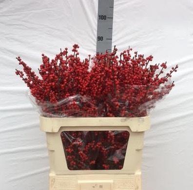 <h4>ILEX VE RODE BES</h4>