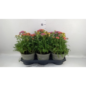 Vaste pltn   ...mix in pot [Perenni