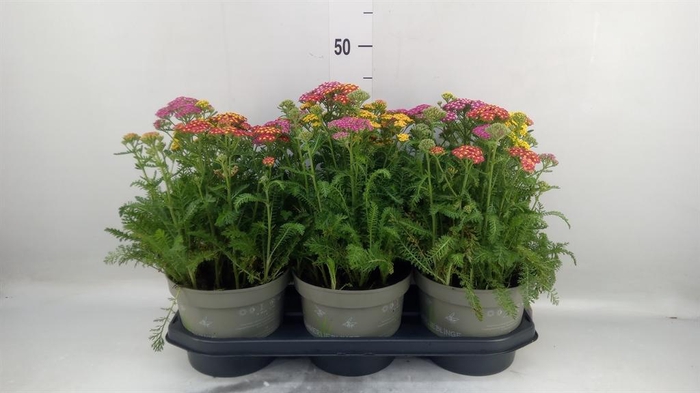 <h4>Vaste pltn   ...mix in pot [Perenni</h4>