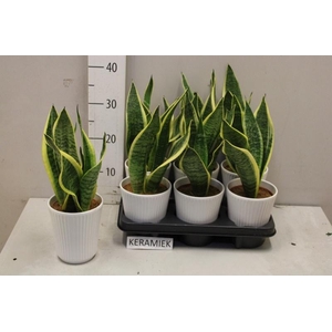 SANSEV FUTURA SUPERB