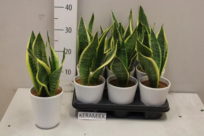 <h4>SANSEV FUTURA SUPERB</h4>