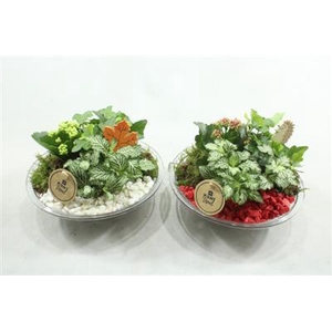 6016 GLAS 25 ROOD/WIT