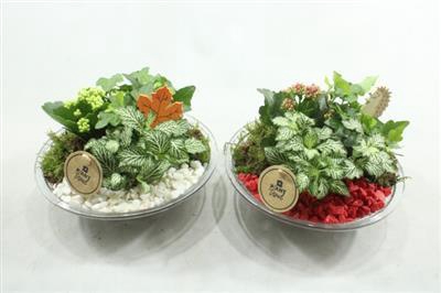 <h4>6016 GLAS 25 ROOD/WIT</h4>