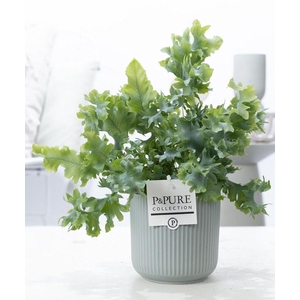 Phlebodium Davana in P&PURE Sophie ceramics green