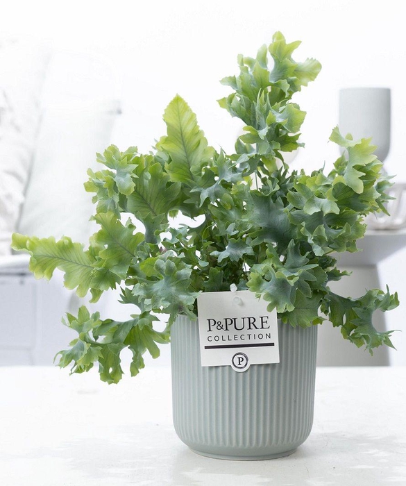 <h4>Phlebodium Davana in P&PURE Sophie ceramics green</h4>