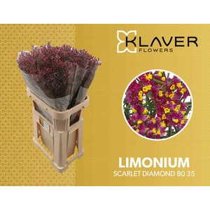 Limonium Scarlet Diamond Klaver