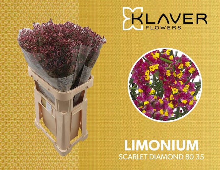 <h4>Limonium Scarlet Diamond Klaver</h4>