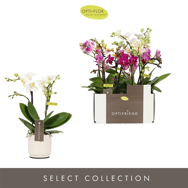 <h4>Phal 2-tak Mini Mix White Lazio</h4>