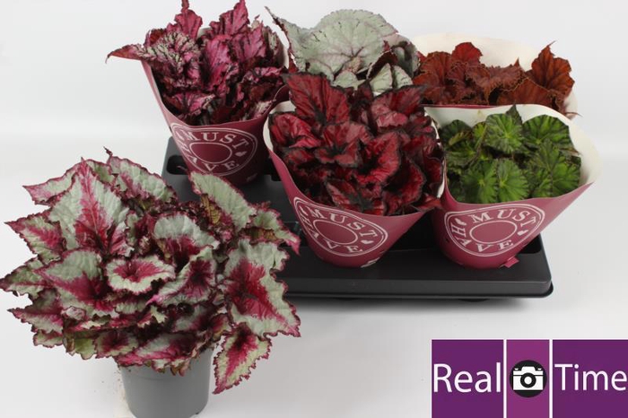 <h4>BEG BEL GEM</h4>