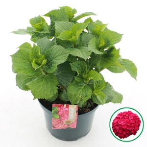 Hydrangea macr. Rood C5 (23cm.) Kn.