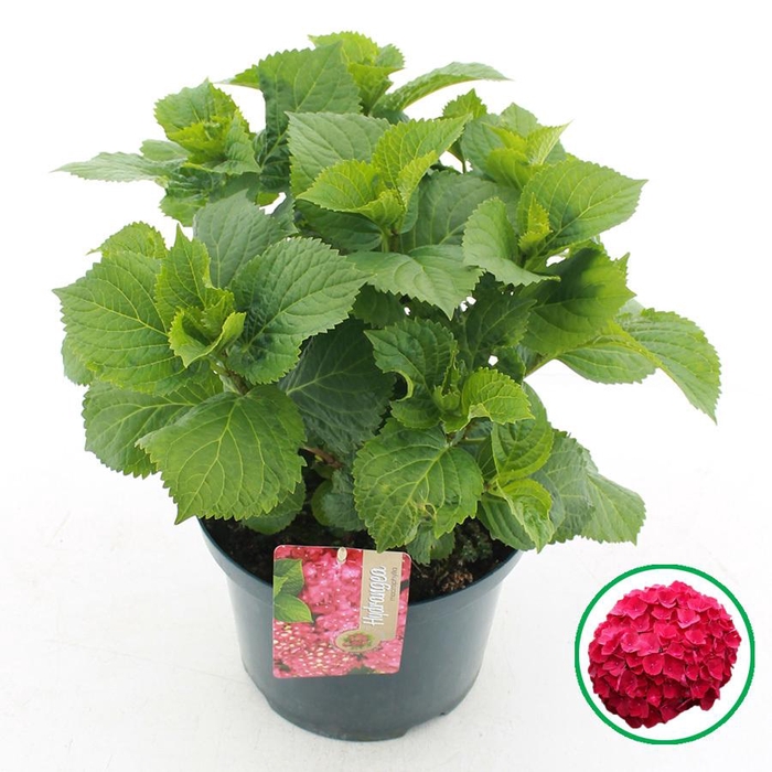<h4>Hydrangea macr. Rood C5 (23cm.) Kn.</h4>