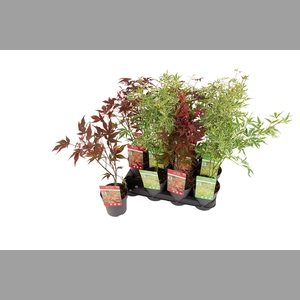 ACER PALMATUM