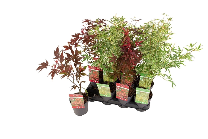 <h4>ACER PALMATUM</h4>