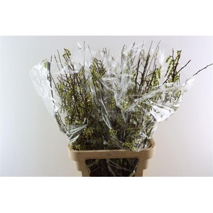 Stachyrus Chinensis 100cm P Stem