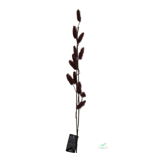 SILK FLOWERS - MINI TAIL SPRAY BROWN 101CM