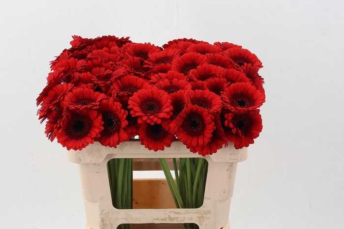 <h4>Ge Mi Red Ruby</h4>