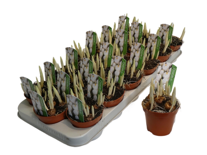 <h4>Crocus wit</h4>