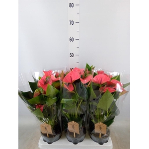 Anthurium andr. 'Sweet Dream'