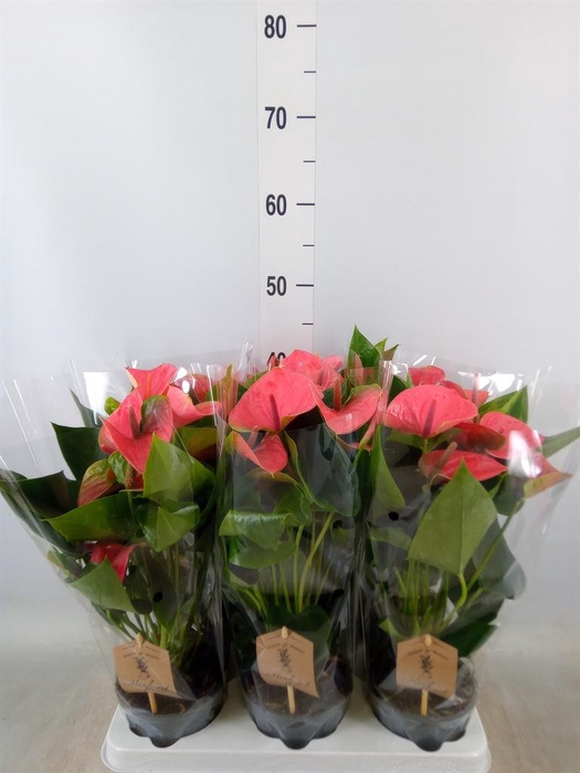 <h4>Anthurium andr. 'Sweet Dream'</h4>