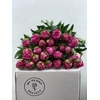 Paeonia Dr A Fleming