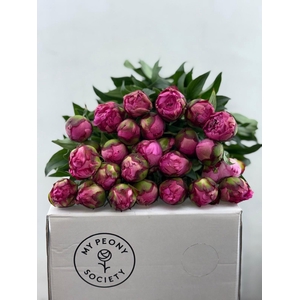 Paeonia Dr A Fleming