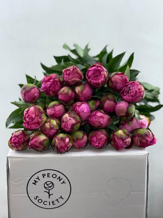 <h4>Paeonia Dr Alexander Fleming</h4>