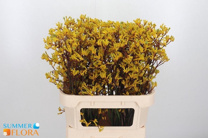 <h4>ANIGOZ YELLOW GEM</h4>