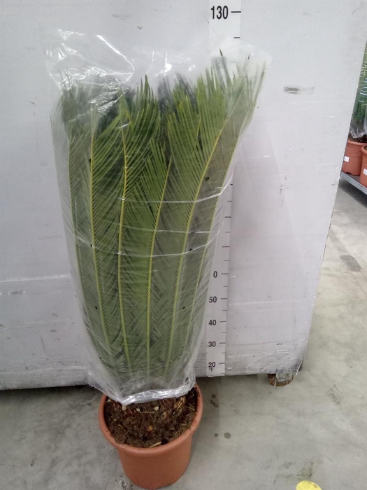 <h4>Cycas revoluta</h4>