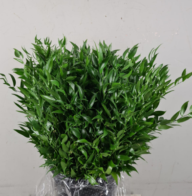 <h4>Ruscus It 200g Bs</h4>