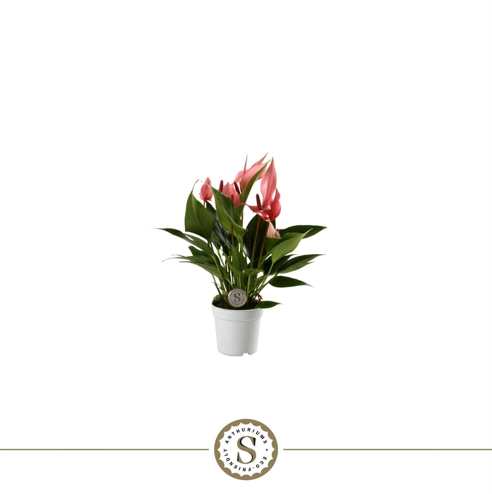 <h4>Anthurium andr. 'Lilli'</h4>