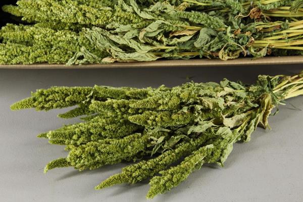 <h4>Df Amaranthus Green Bs 125g</h4>