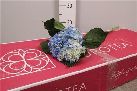 <h4>Hydr Premium Shocking Blue</h4>