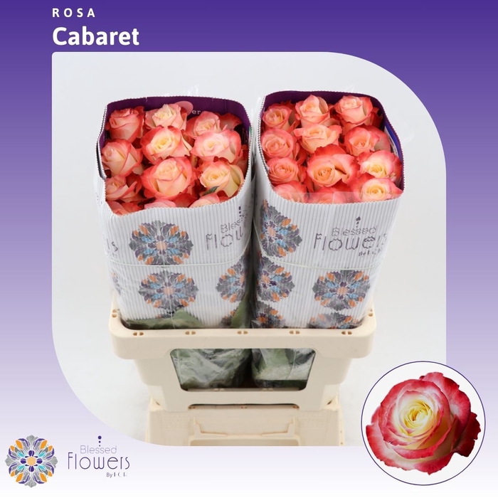 <h4>Rosa gr Cabaret</h4>