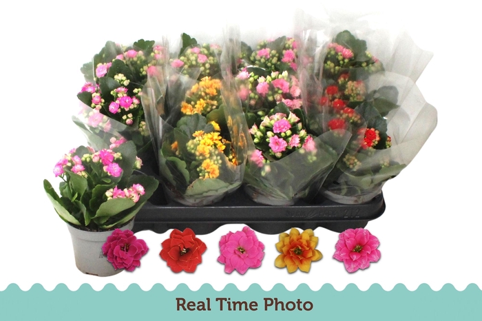 <h4>KAL GE GEM 5 KL</h4>