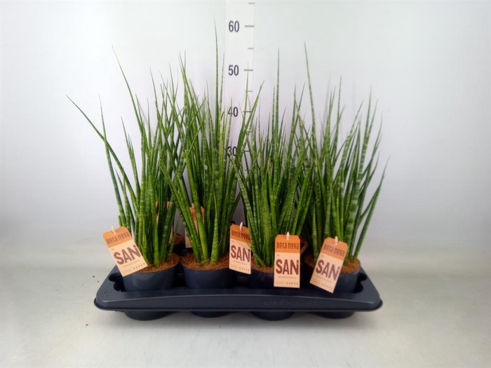 <h4>Sansevieria cyl.  ...</h4>