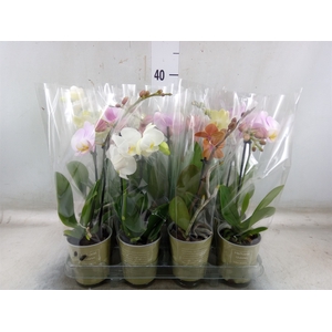 Phalaenopsis   ...mix