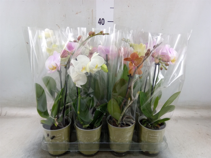 <h4>Phalaenopsis   ...mix</h4>