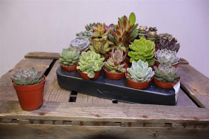 <h4>arr8 Succ Ov</h4>