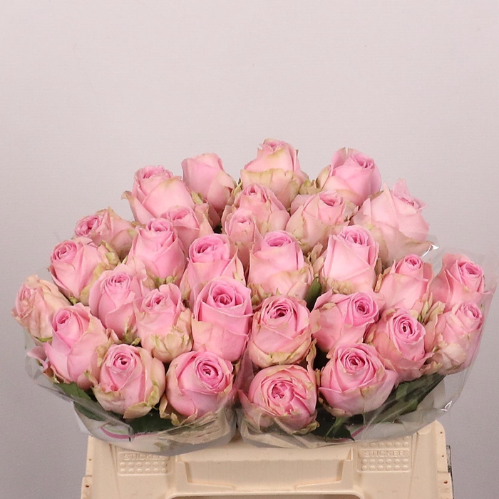 <h4>R GR HEIDI!</h4>