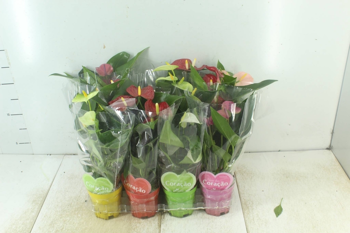 <h4>ANTHURIUM VARIADO P09</h4>