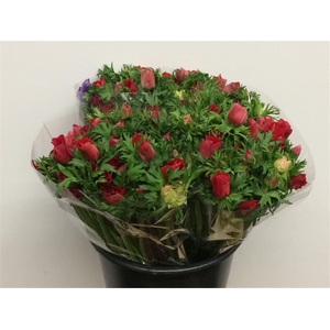 Anem Mistral Red Extra