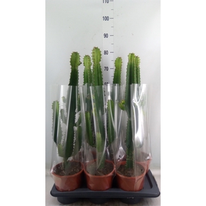 Euphorbia acrurensis