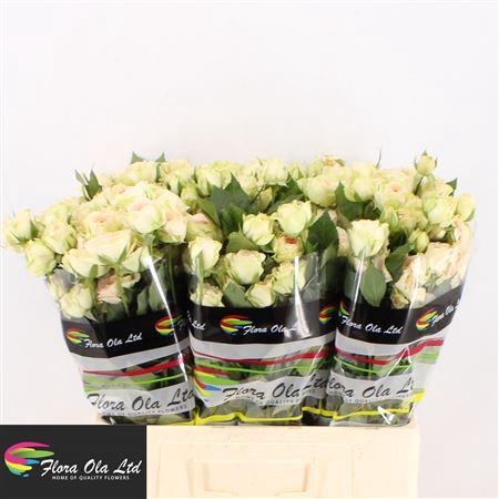 <h4>R Tr Pavlova</h4>