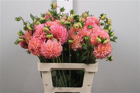 <h4>Dahl Lindas Baby</h4>