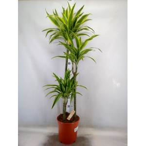 Dracaena fr de 'LemonLime'