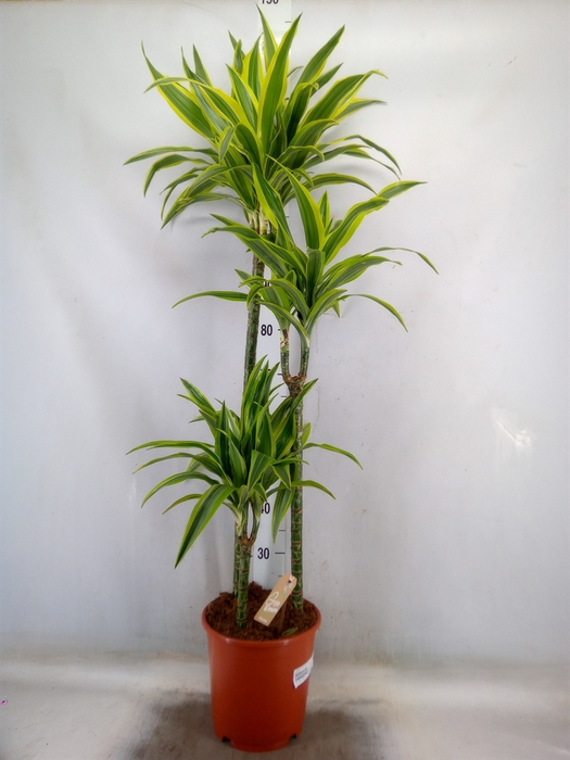 <h4>Dracaena fr de 'LemonLime'</h4>