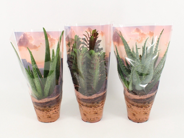 <h4>Desertmix in Sierhoe Euphorbia Trigona, Aloe Vera, Aloe Arborescens</h4>