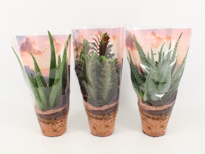 <h4>Desertmix in Sierhoe Euphorbia Trigona, Aloe Vera, Aloe Arborescens</h4>