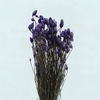 Kaaps Everlasting Lavender