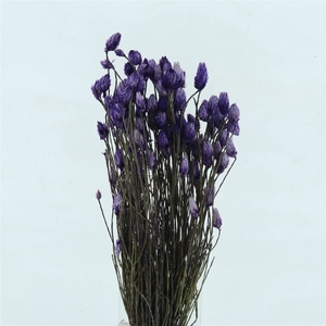 Kaaps Everlasting Lavender